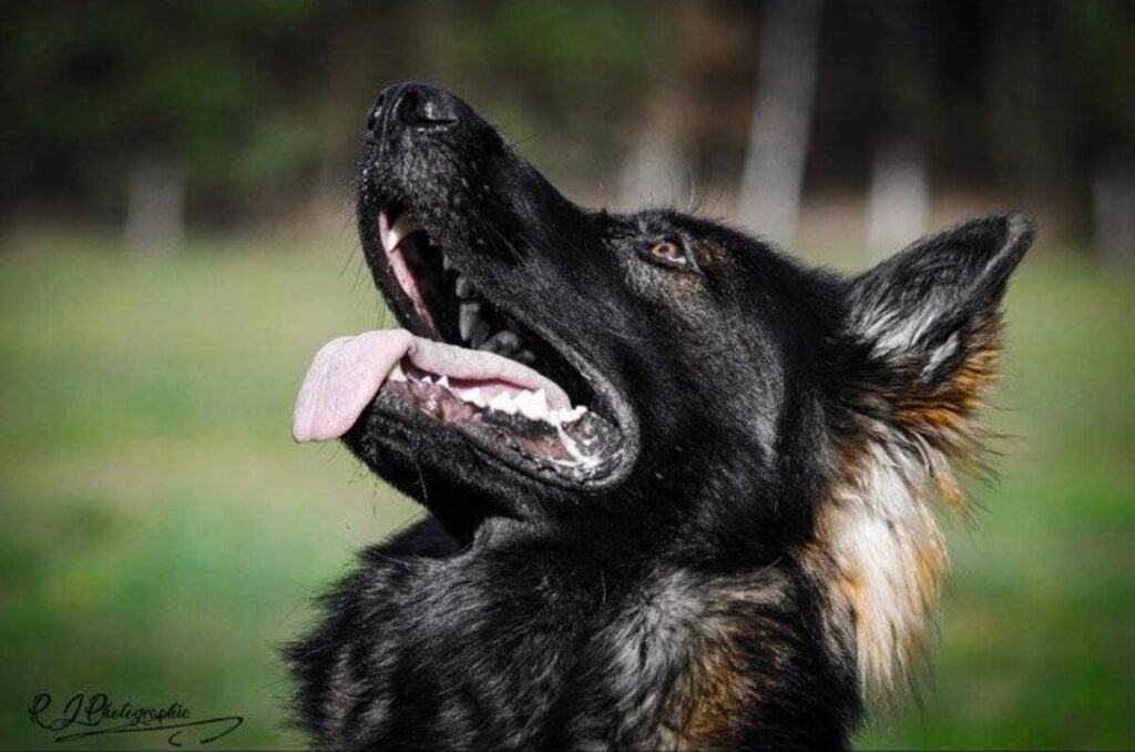 Coussinets abîmés chez le chien : les soigner naturellement, et savoir quand consulter